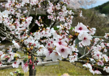 オンリーワンペット メモリアルパーク四季の花