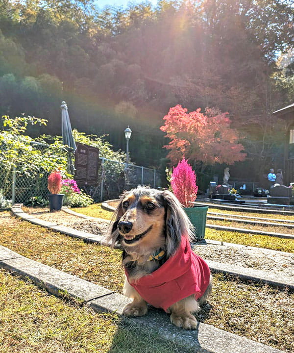 虹の橋2